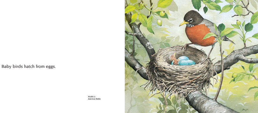 About Birds