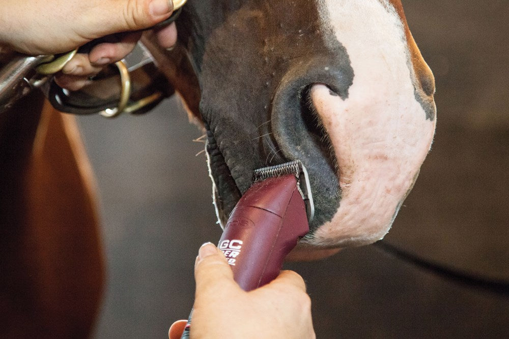 World-Class Grooming for Horses