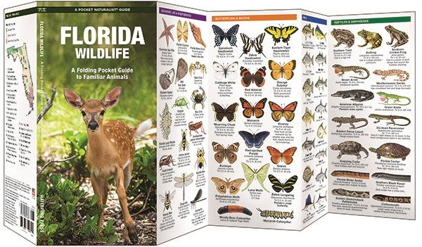 Florida Wildlife