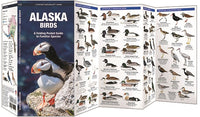 Alaska Birds