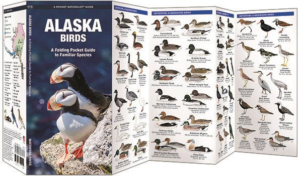 Alaska Birds