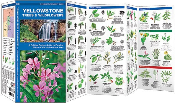 Yellowstone Trees & Wildflowers