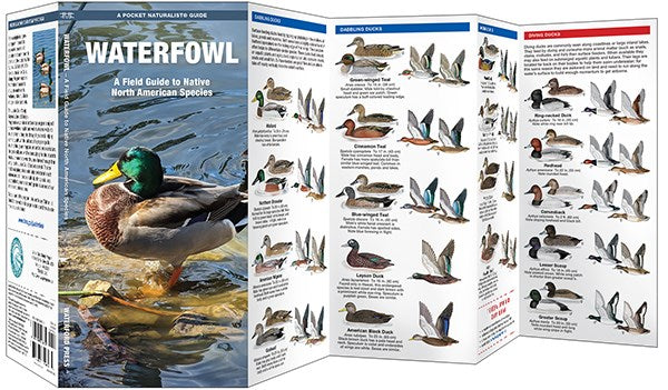 Waterfowl