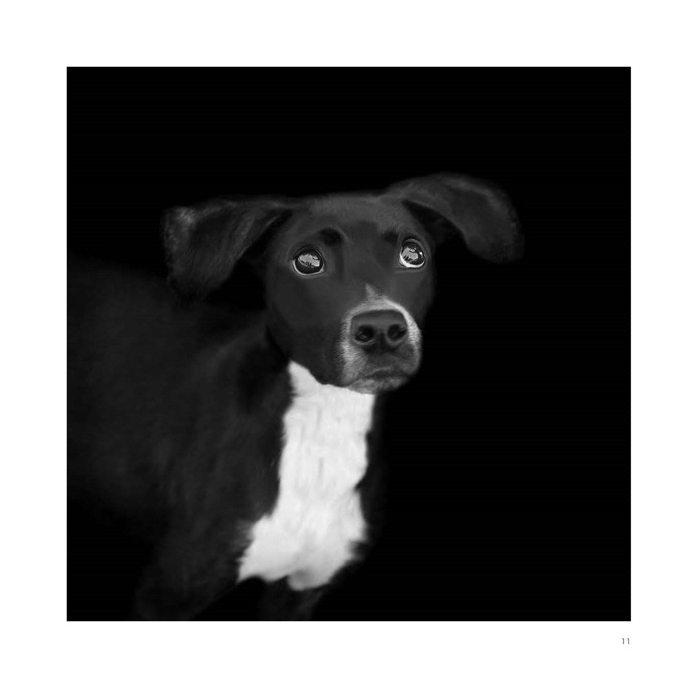 Abandoned: Chronicling the Journeys of Once-Forsaken Dogs