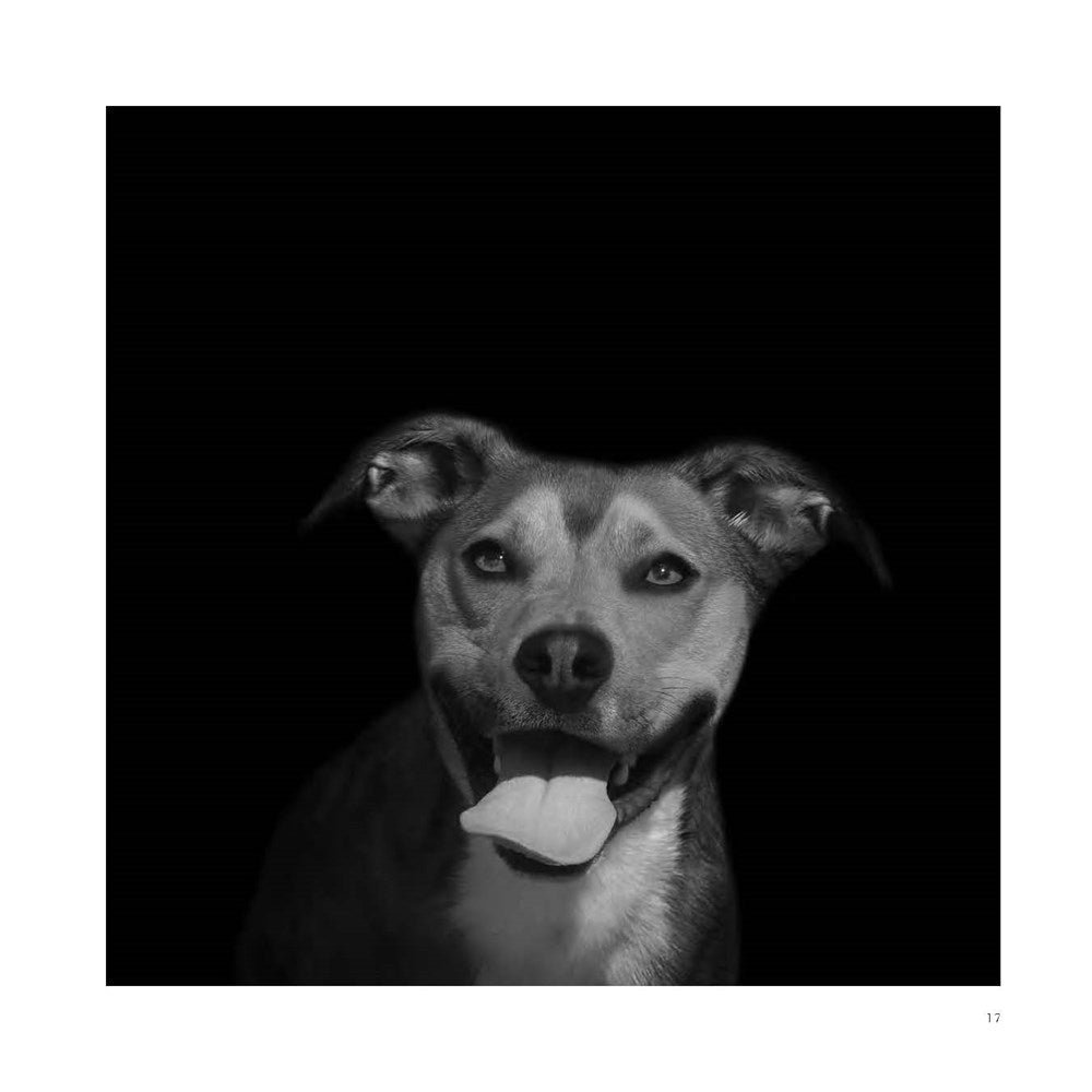 Abandoned: Chronicling the Journeys of Once-Forsaken Dogs