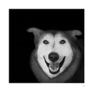 Abandoned: Chronicling the Journeys of Once-Forsaken Dogs