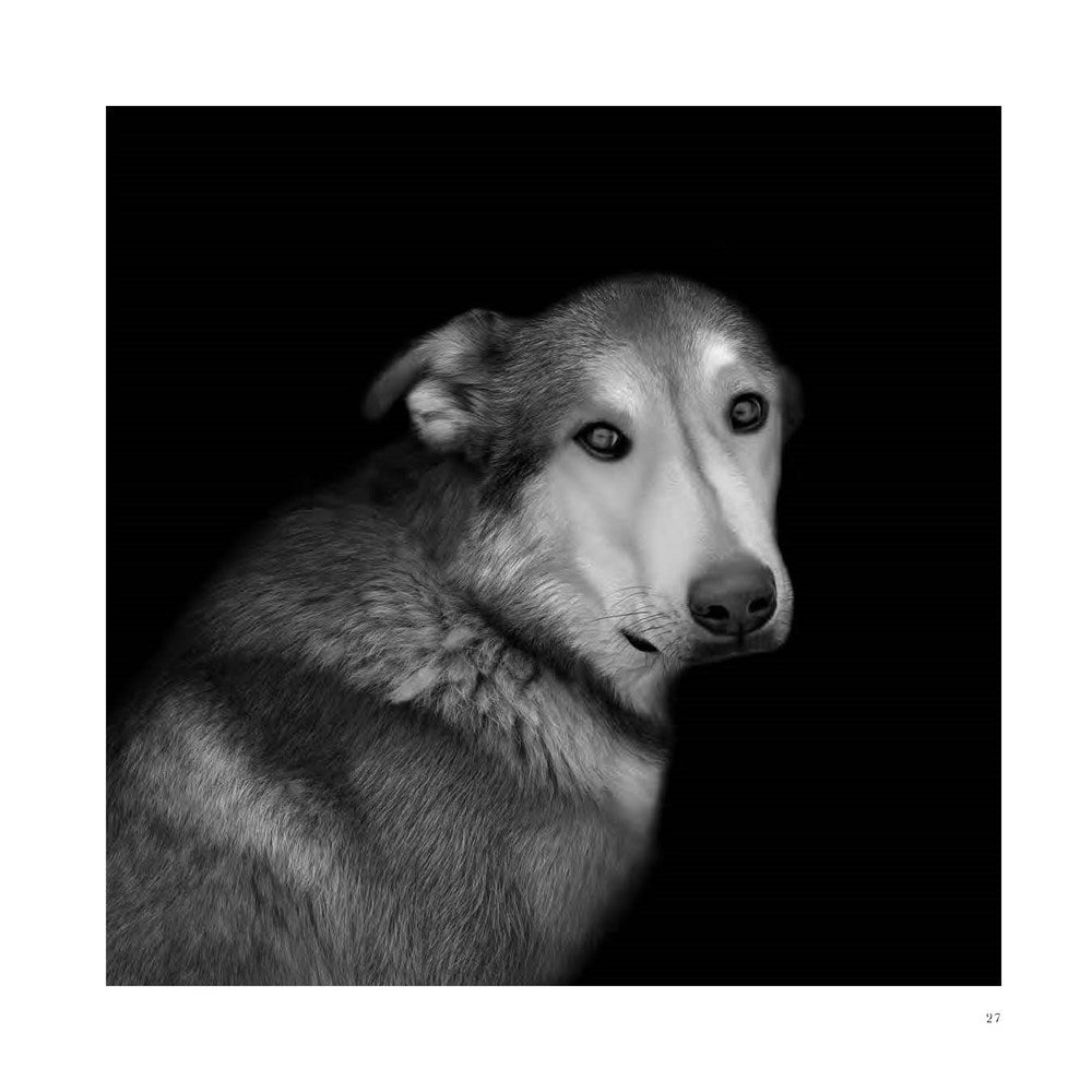 Abandoned: Chronicling the Journeys of Once-Forsaken Dogs