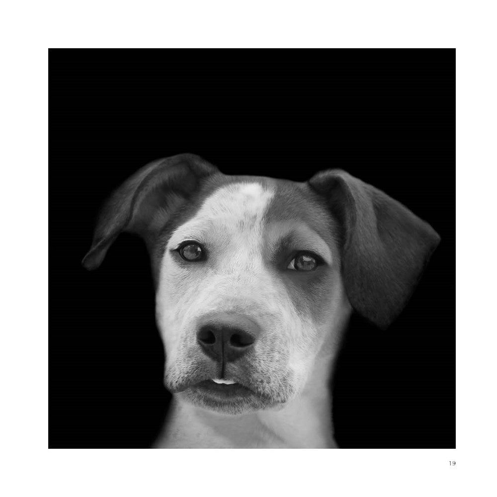 Abandoned: Chronicling the Journeys of Once-Forsaken Dogs