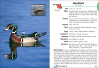 Birds of Maryland & Delaware Field Guide