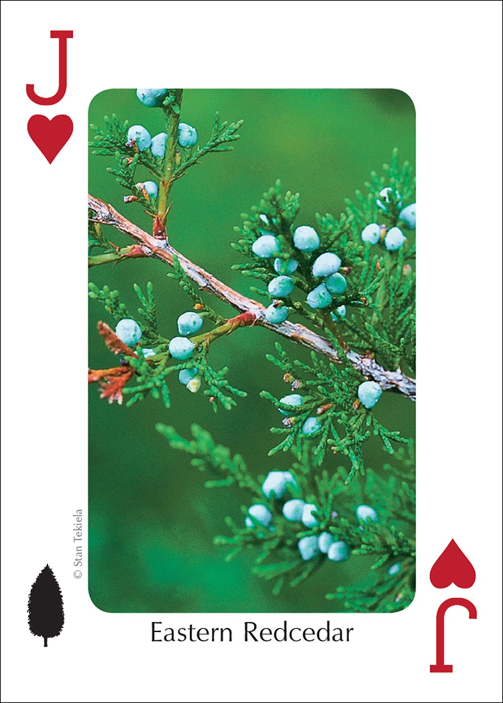 Trees of the Midwest Playing Cards