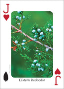Trees of the Midwest Playing Cards