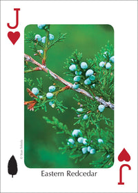 Trees of the Midwest Playing Cards