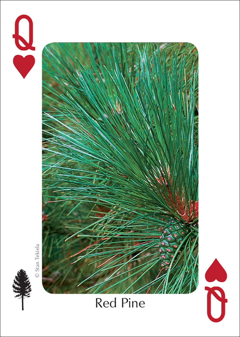 Trees of the Midwest Playing Cards