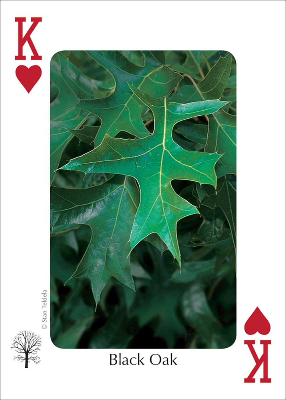 Trees of the Midwest Playing Cards