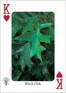 Trees of the Midwest Playing Cards