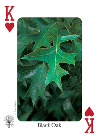 Trees of the Midwest Playing Cards