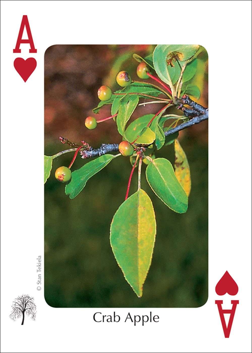 Trees of the Midwest Playing Cards
