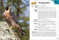 Birds of Prey of the South Field Guide