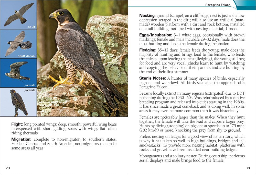 Birds of Prey of the South Field Guide