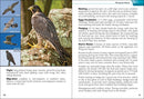 Birds of Prey of the South Field Guide