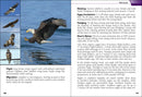 Birds of Prey of the South Field Guide