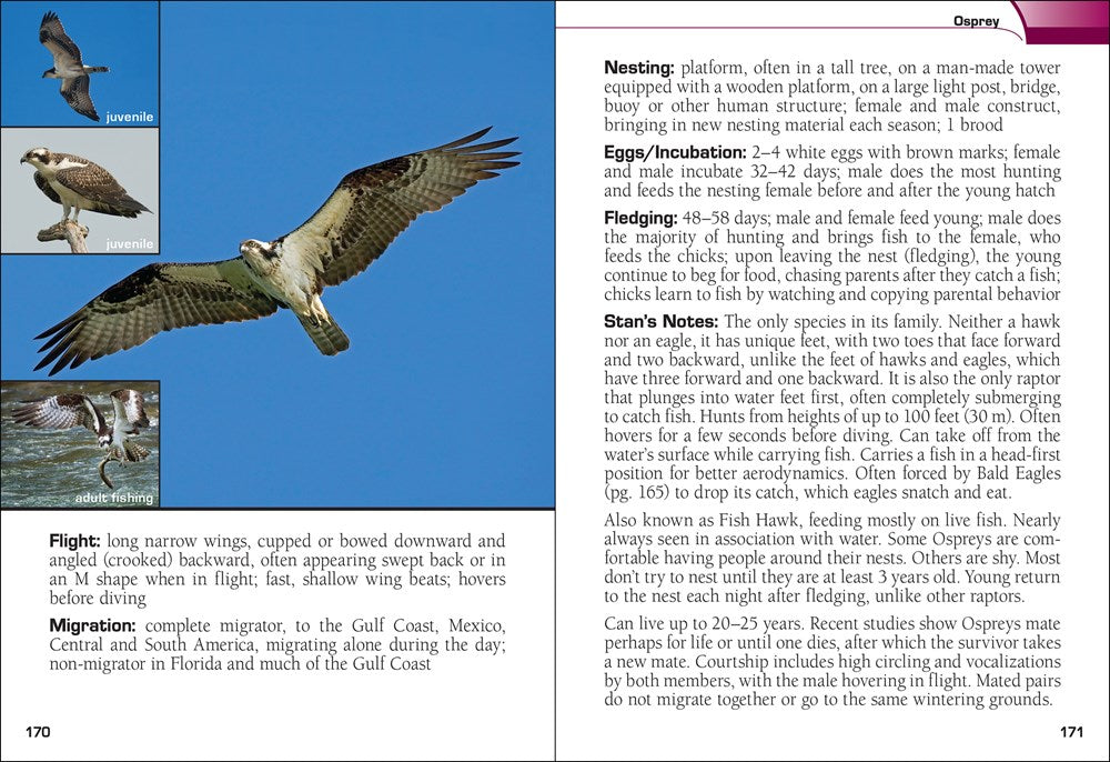 Birds of Prey of the South Field Guide