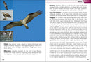 Birds of Prey of the South Field Guide
