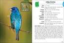 Birds of New Hampshire & Vermont Field Guide
