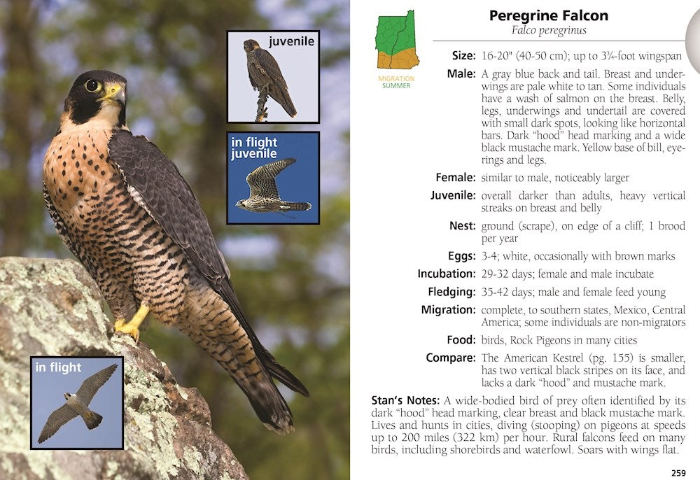 Birds of New Hampshire & Vermont Field Guide
