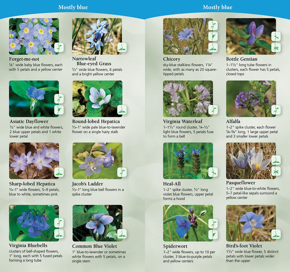 Wildflowers of the Midwest