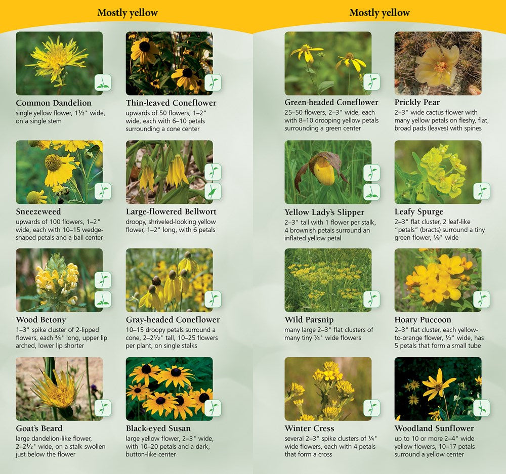 Wildflowers of the Midwest