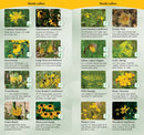 Wildflowers of the Midwest