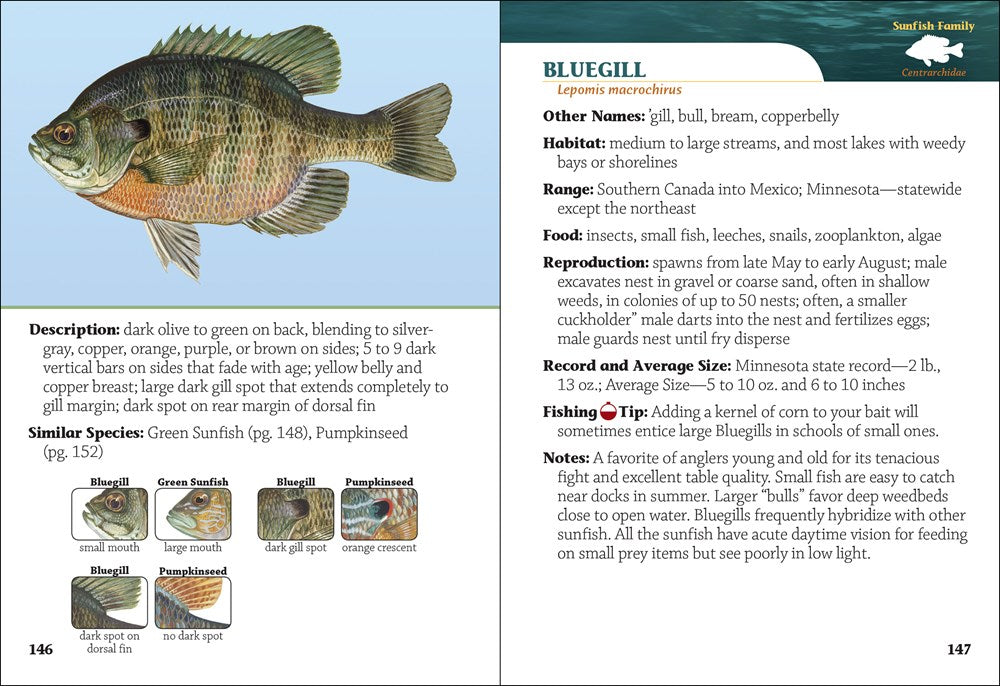 Fish of Minnesota Field Guide