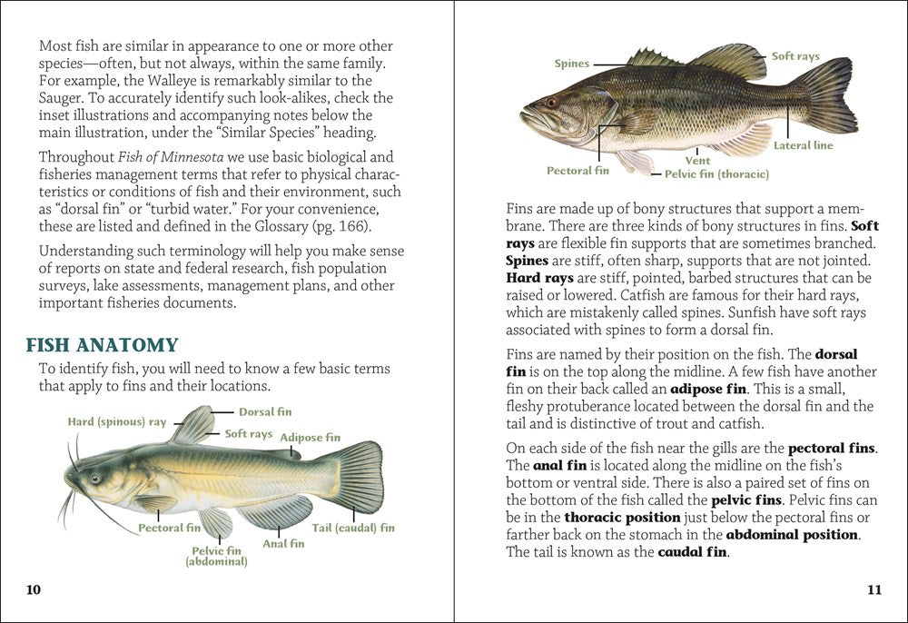 Fish of Minnesota Field Guide