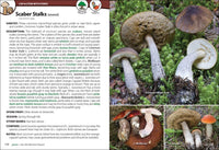 Mushrooms of the Northwest