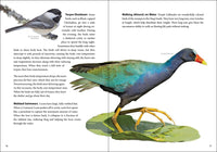 Bird Trivia: Funny, Strange and Incredible Facts about North American Birds