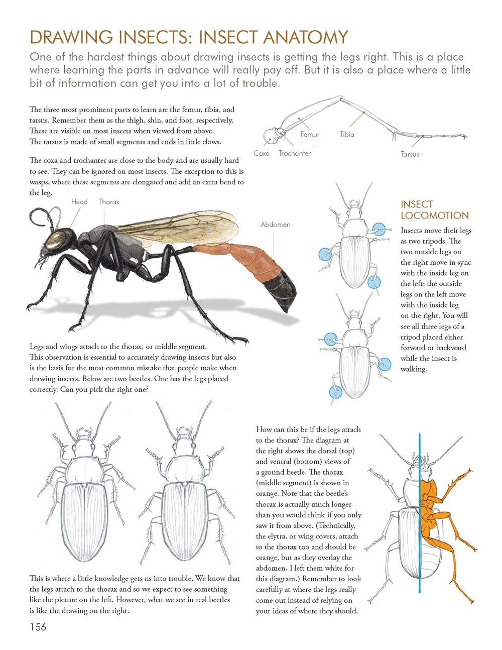 The Laws Guide to Nature Drawing and Journaling
