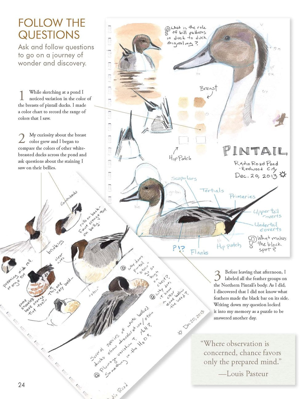 The Laws Guide to Nature Drawing and Journaling