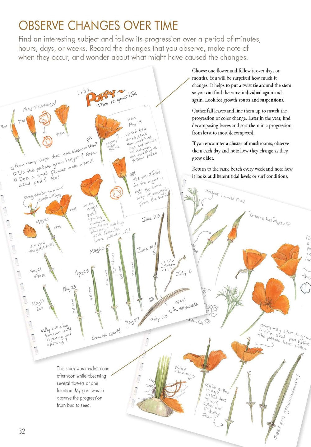 The Laws Guide to Nature Drawing and Journaling