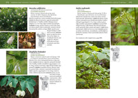 Trees and Shrubs of the Pacific Northwest