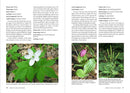 Wildflowers of New England