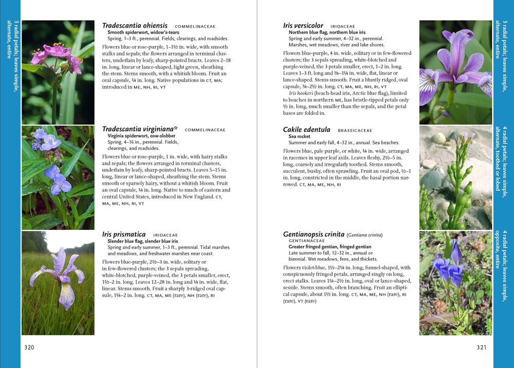 Wildflowers of New England