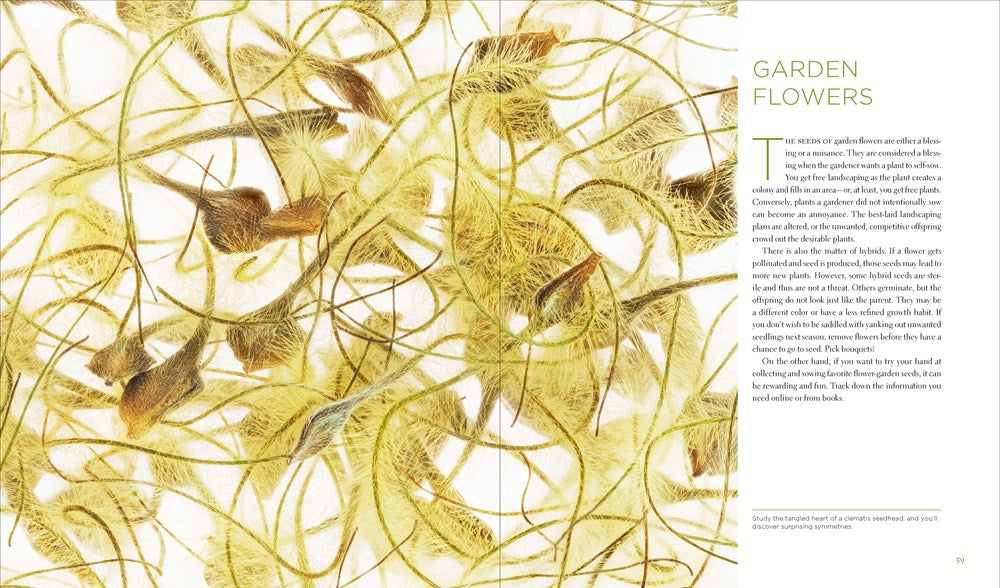 Seeing Seeds