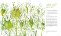 Seeing Seeds