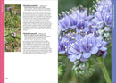 Wildflowers of Texas