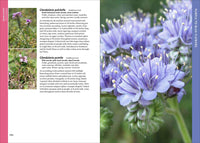 Wildflowers of Texas