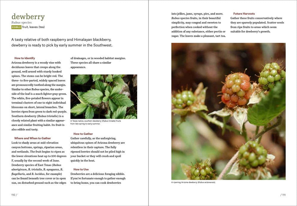 Southwest Foraging