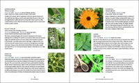 Master Recipes from the Herbal Apothecary: 375 Tinctures, Salves, Teas, Capsules, Oils, and Washes for Whole-Body Health and Wellness
