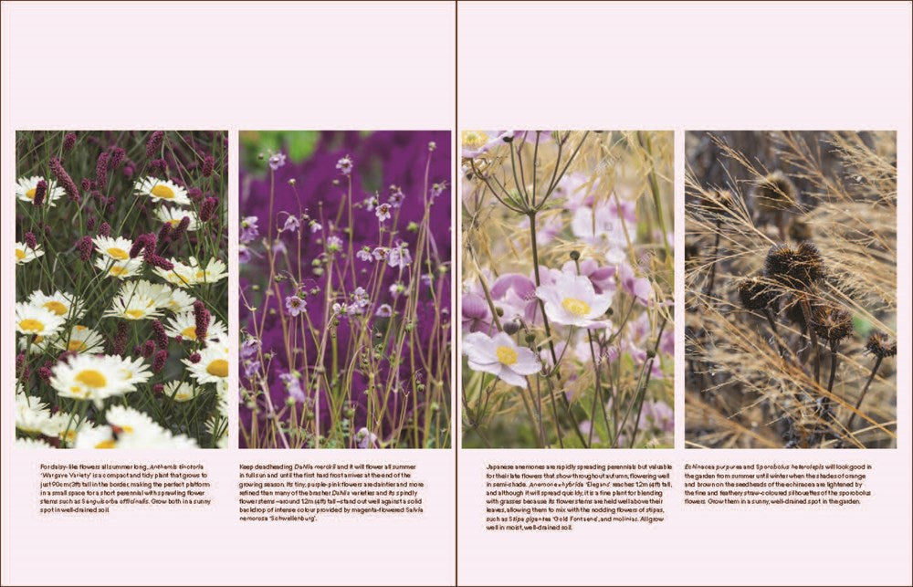 The Modern Cottage Garden