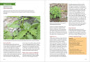 Southwest Medicinal Plants